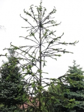 Picea abies 'Virgata' 